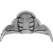 2011 Panisaspis